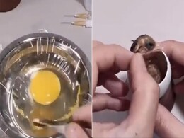 अंडे को तोड़कर उसमें शख्स ने जीवन डाल दिया, कई दिनों की मेहनत के बाद निकला चूजा, देखें वीडियो अंडे को तोड़कर उसमें शख्स ने जीवन डाल दिया, कई दिनों की मेहनत के बाद निकला चूजा, देखें वीडियो