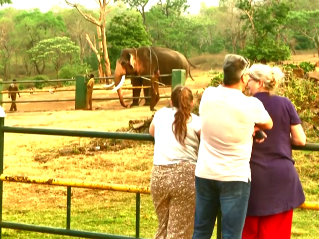 ऑस्कर जीतने के बाद 'द एलिफेंट व्हिस्परर्स' स्टार हाथी के बच्चे बने पर्यटकों का आकर्षण