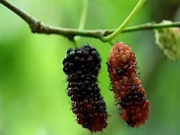 तस्वीर में दिख रहे फल के बारे में कितना जानते हैं आप? क्या इसका नाम पता है आपको? तस्वीर में दिख रहे फल के बारे में कितना जानते हैं आप? क्या इसका नाम पता है आपको?