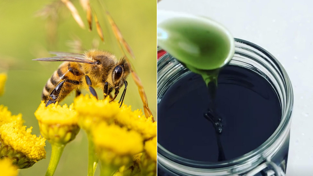 Days After Purple Honey, This Image Of Green Honey Has Amazed Netizens