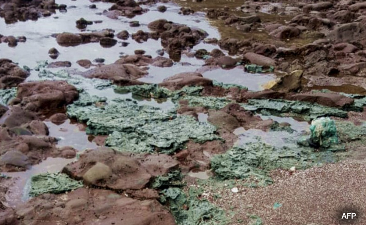 Plastic Rocks Discovered On Remote Island, Caused By Marine Pollution