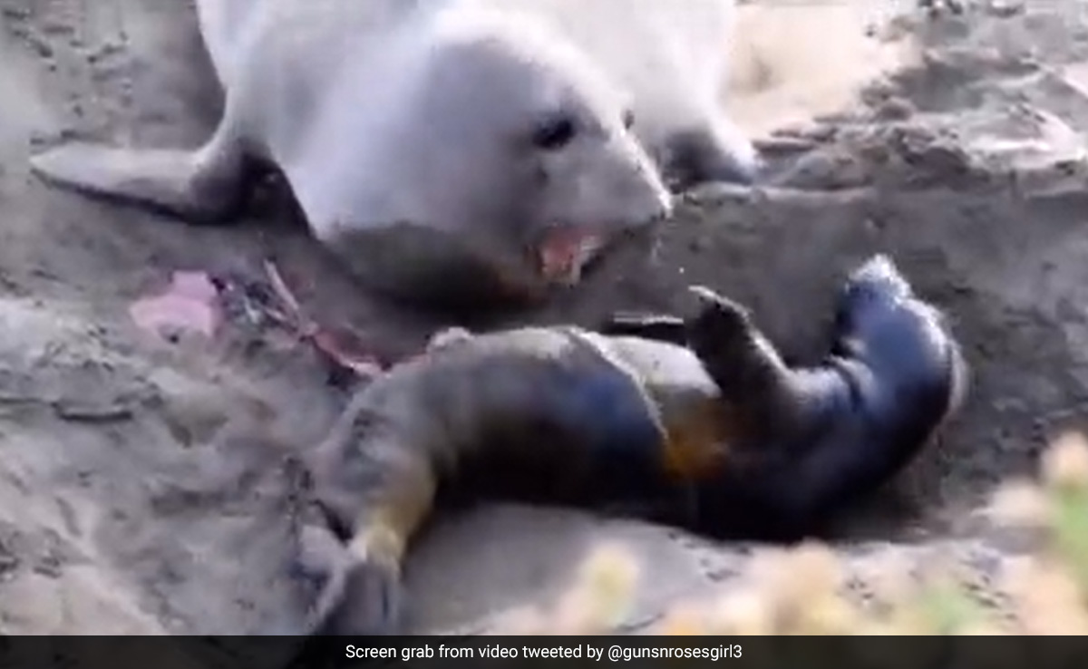 Watch: Mother Seal's Heartwarming Reaction After Her Stillborn Baby Moves
