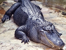 Florida Man Opens Front Door Of His House, Gets Attacked By Alligator Florida Man Opens Front Door Of His House, Gets Attacked By Alligator