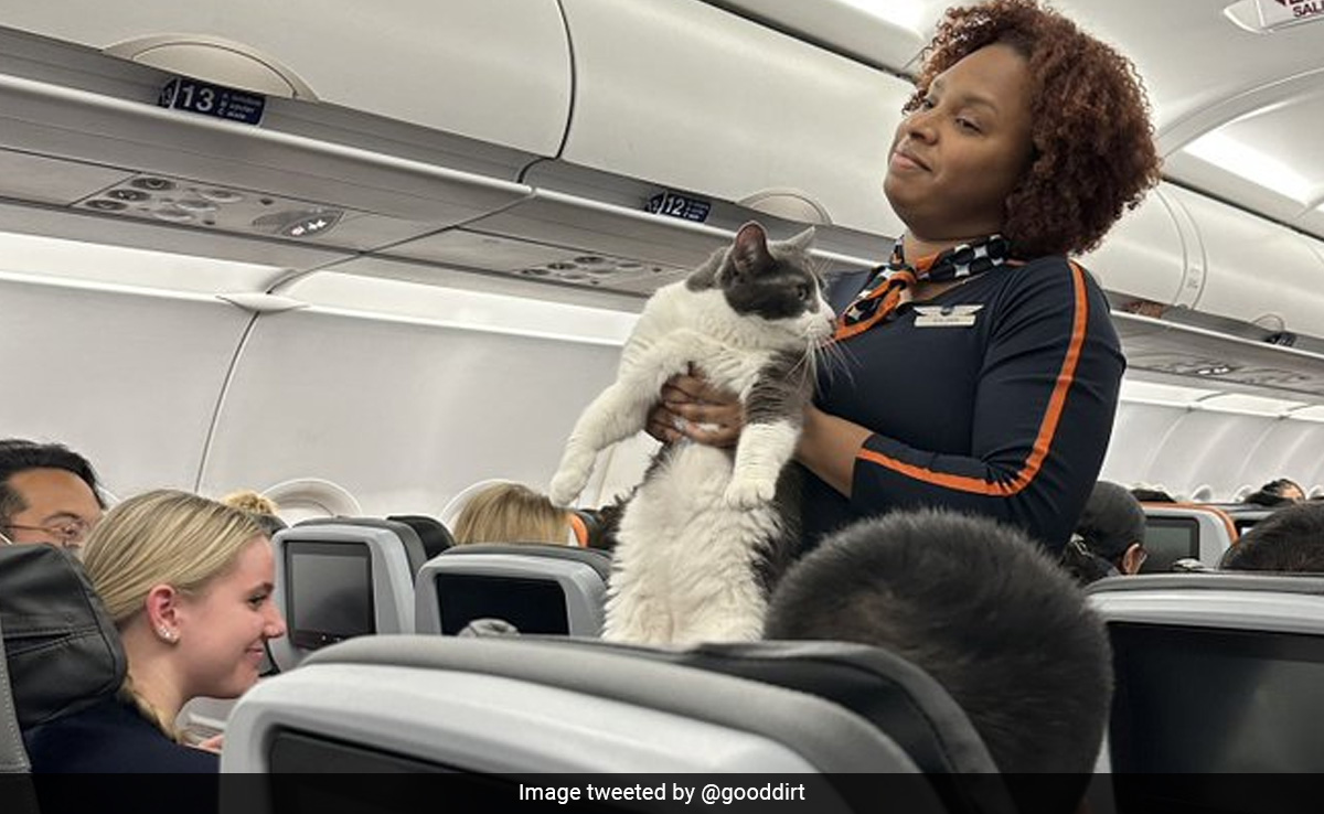 "Anyone Missing A Cat?": Flight Attendant Finds Cat Roaming In The Cabin