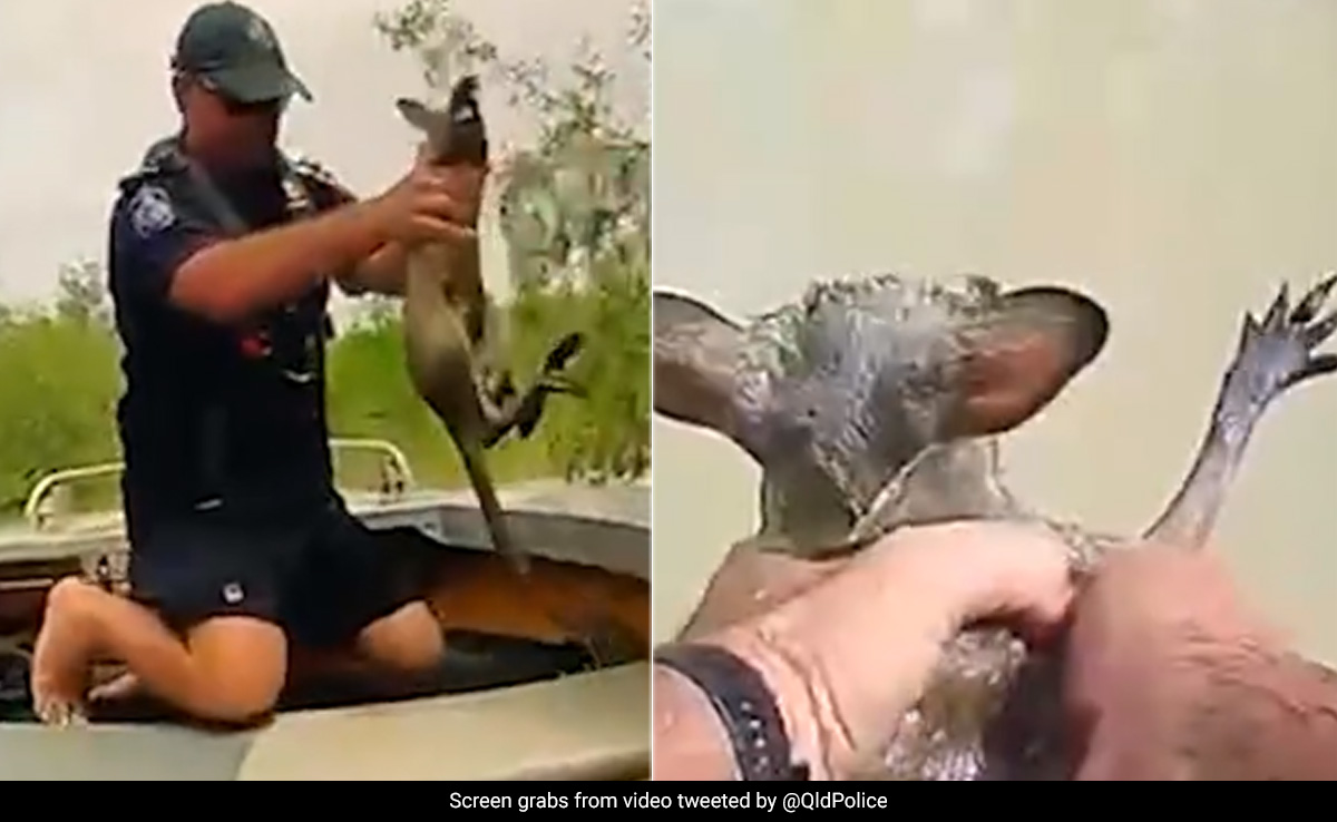 Watch: Baby Kangaroo Rescued From Crocodile-Infested Waters In Australia
