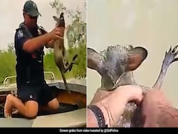 Watch: Baby Kangaroo Rescued From Crocodile-Infested Waters In Australia Watch: Baby Kangaroo Rescued From Crocodile-Infested Waters In Australia