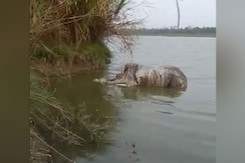 Rhino Carcass With Missing Horn Found In Assam's Kaziranga National Park Rhino Carcass With Missing Horn Found In Assam's Kaziranga National Park
