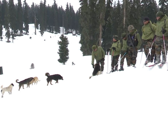 Stray Dogs Are Jawans' Best Friends (And Lifesavers) On The Frontline