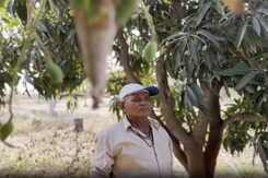 Kutch's Famous Kesar Mangoes Destroyed Due to Unseasonal Rains Kutch's Famous Kesar Mangoes Destroyed Due to Unseasonal Rains