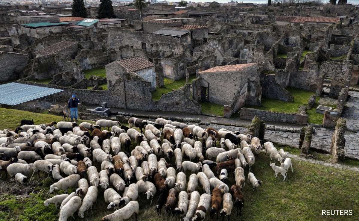 Sheep Helping Archaeologists Preserve Ancient Ruins. Here's How