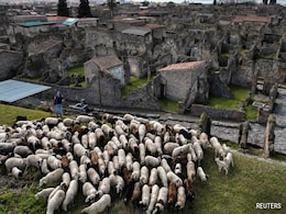 Sheep Helping Archaeologists Preserve Ancient Ruins. Here's How Sheep Helping Archaeologists Preserve Ancient Ruins. Here's How
