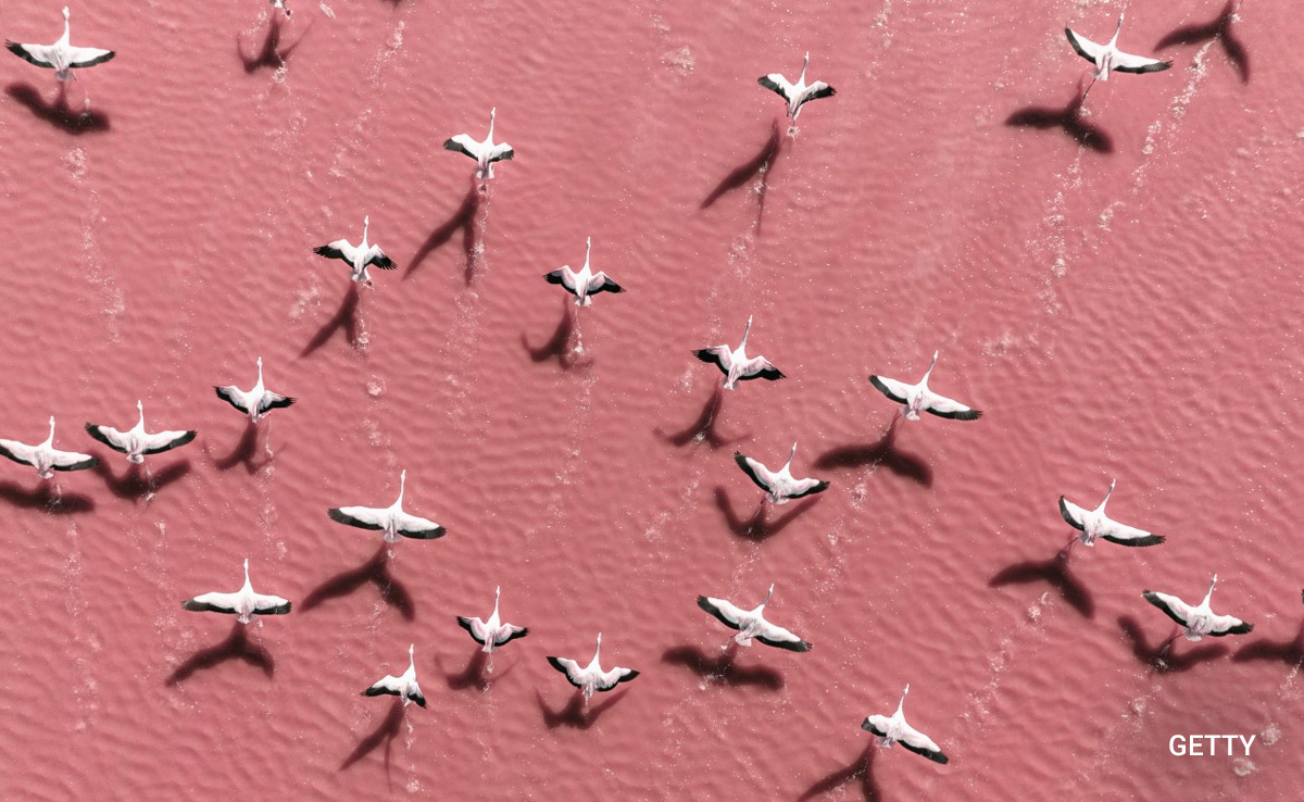 As Bird Flu Cases Rise, Could It Start A Human Pandemic? Experts Answer