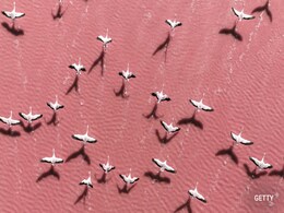लगातार बढ़ते Bird Flu के मामले कैसे ह्यूमन के लिए बन सकते हैं नई महामारी का कारण, जानें क्यों चिंता जता रहे हैं एक्सपर्ट्स लगातार बढ़ते Bird Flu के मामले कैसे ह्यूमन के लिए बन सकते हैं नई महामारी का कारण, जानें क्यों चिंता जता रहे हैं एक्सपर्ट्स