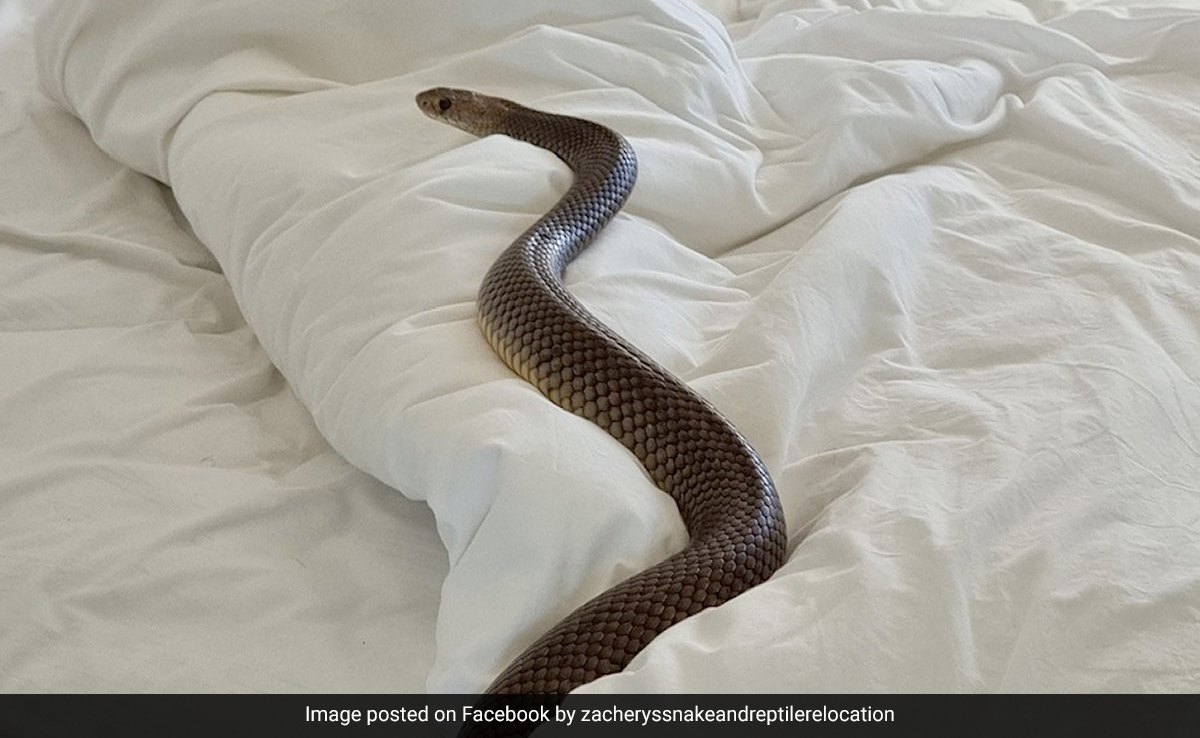 Australian Woman Finds Highly Venomous 6-Foot-Long Snake Slithering In Her Bed