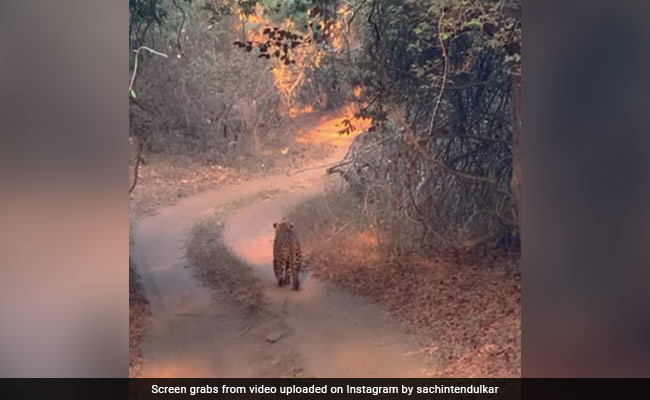 Sachin Tendulkar Posts Video of ''Ultimate Hide-And-Seek Champion'', Internet Intrigued