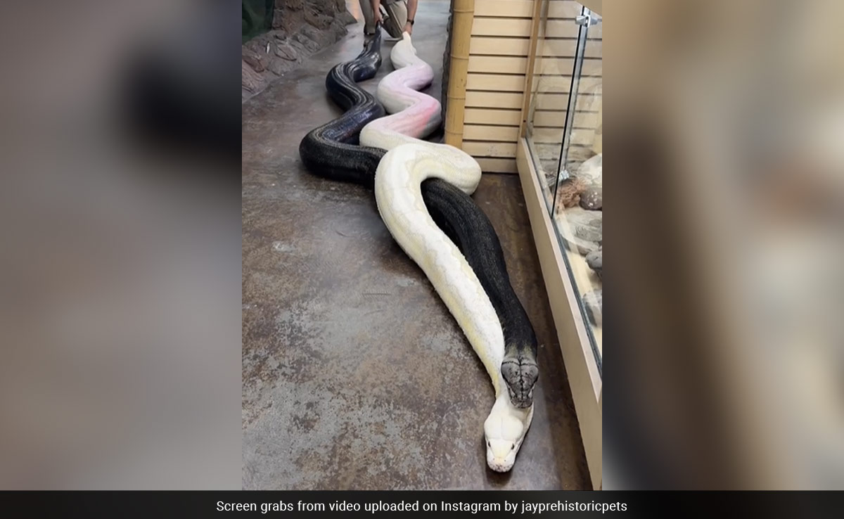 Viral Video: Man Pulls Two Giant Pythons By Their Tails