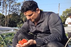 Meet The Strawberry Farmer From Jammu And Kashmir's Kathua Meet The Strawberry Farmer From Jammu And Kashmir's Kathua
