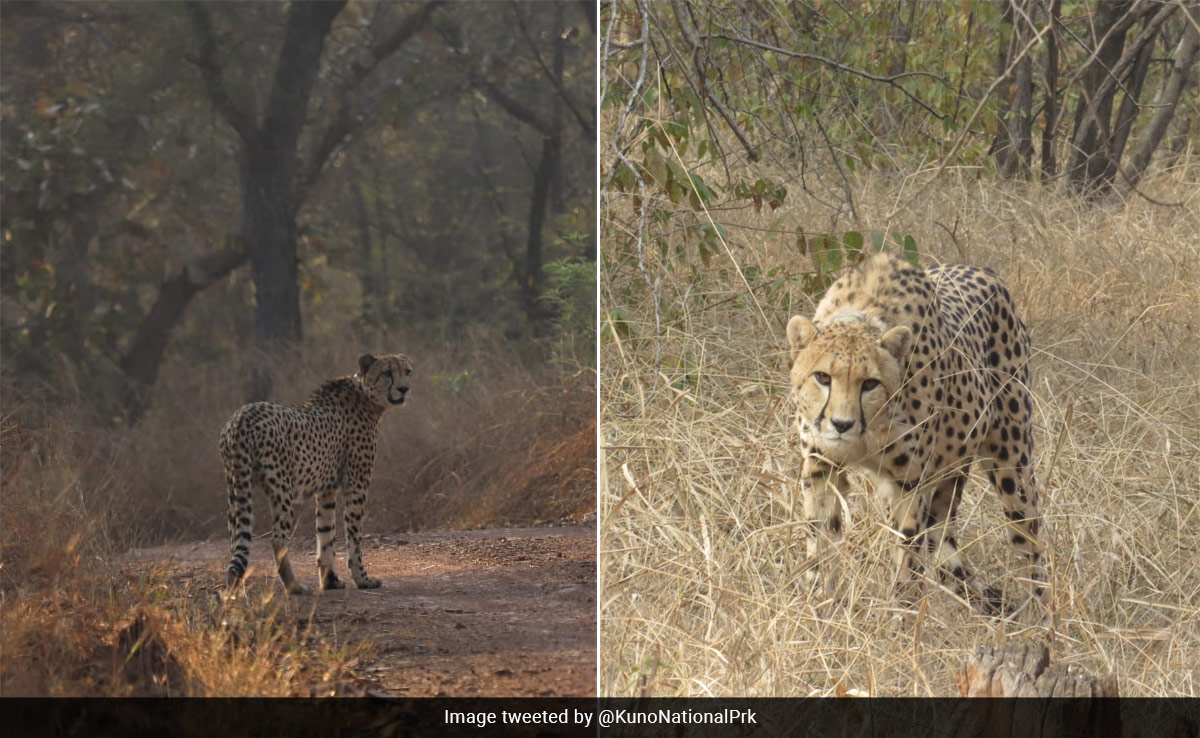 2 More Namibian Cheetahs Released Into Wild At Kuno National Park