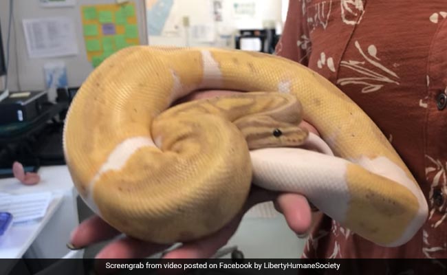 Watch: Pied Ball Python Found Behind Fridge In New Jersey House, Search On For Its Owner