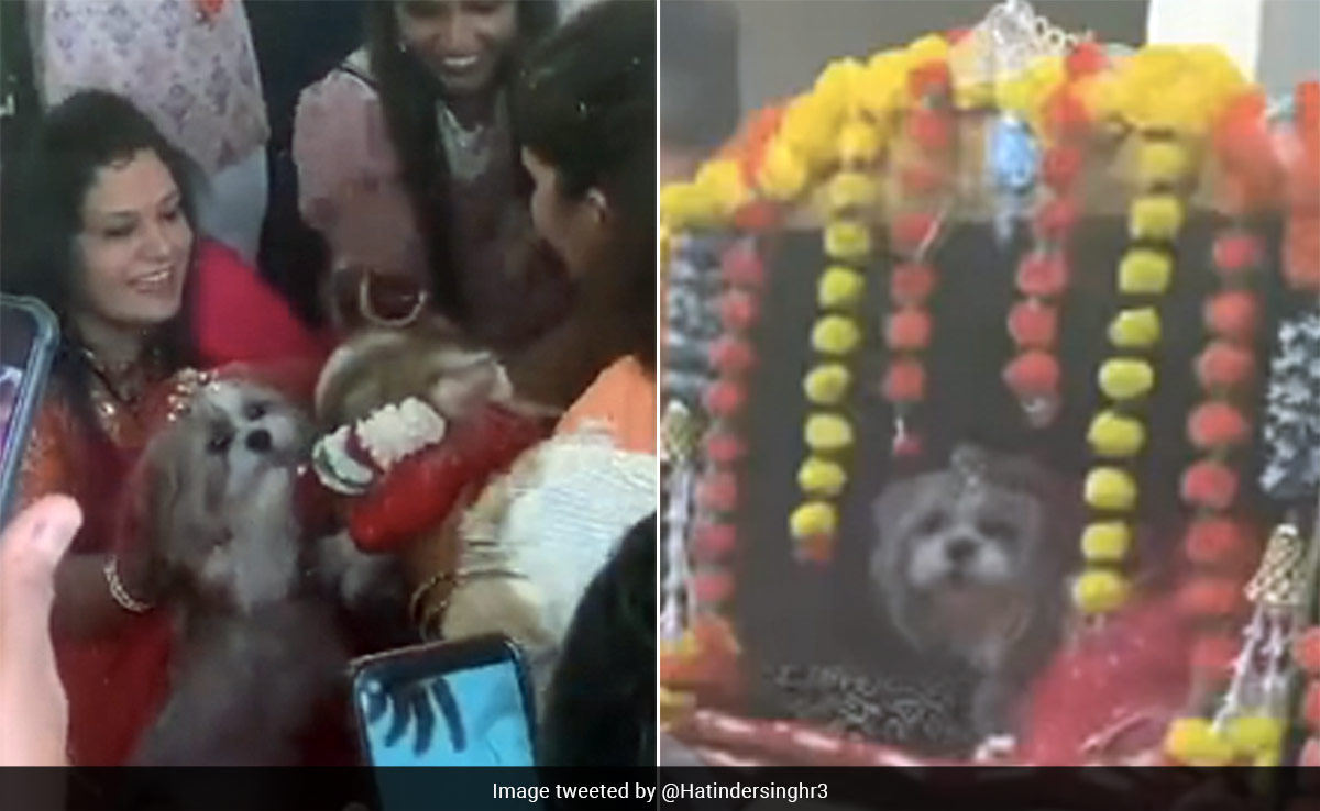 Watch: Family Gets Dogs Married In A Lavish Ceremony, Internet Reacts