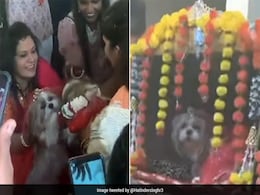 Watch: Family Gets Dogs Married In A Lavish Ceremony, Internet Reacts Watch: Family Gets Dogs Married In A Lavish Ceremony, Internet Reacts
