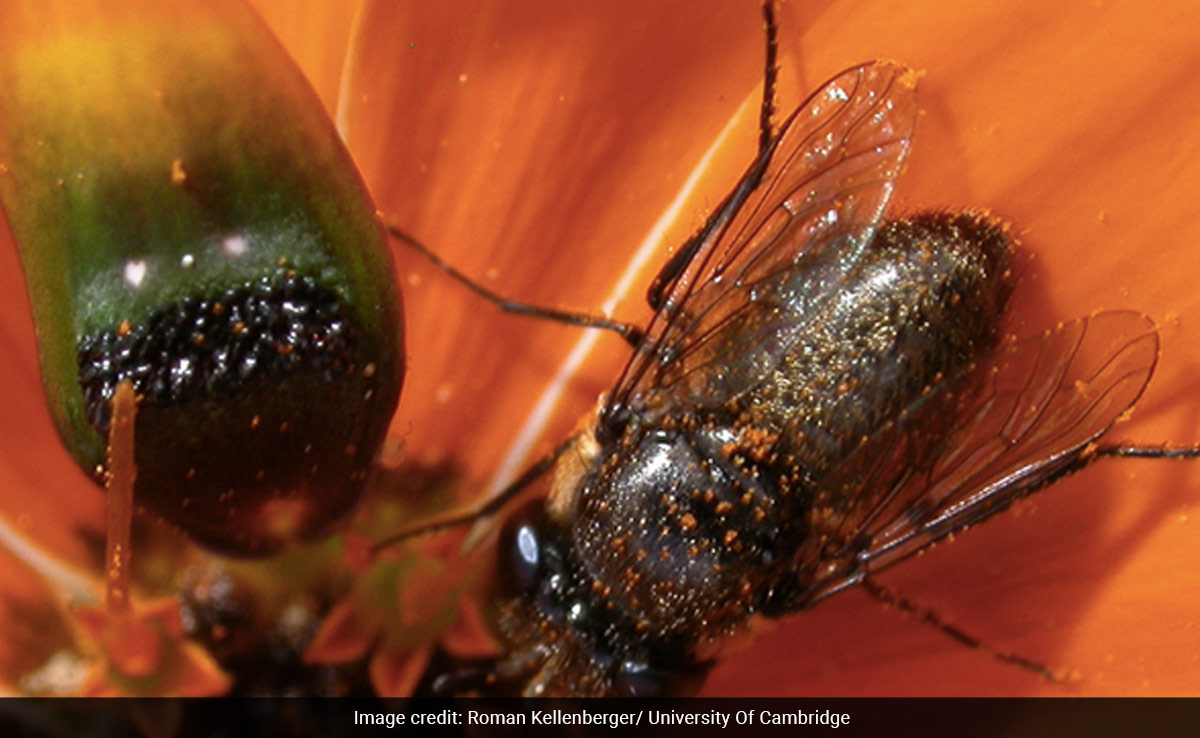 This South African Flower Creates Fake Flies To Attract Pollinators