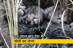 साशा की मौत के मातम के बाद अब आई ख़ुशख़बरी, मादा चीता ने चार बच्चों को दिया जन्म साशा की मौत के मातम के बाद अब आई ख़ुशख़बरी, मादा चीता ने चार बच्चों को दिया जन्म