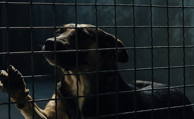 "Carcasses Created Layer On Ground": Over 1,000 Dogs Killed In South Korea