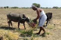 Maharashtra's Onion Farmers Suffer After Price Crash Maharashtra's Onion Farmers Suffer After Price Crash
