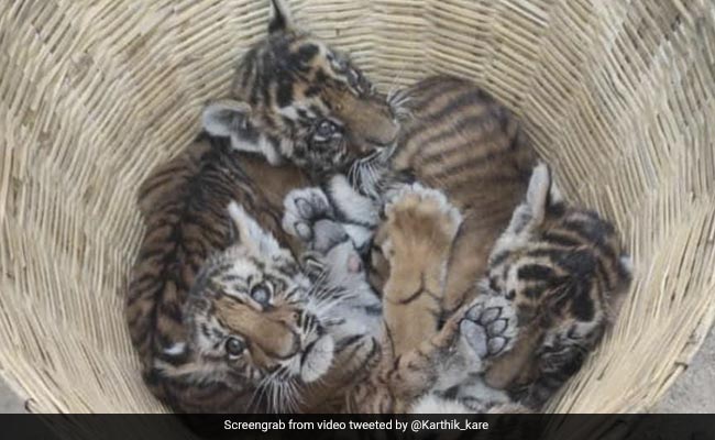 Watch: Four Tiger Cubs Rescued By Villagers In Andhra Pradesh, Camera Traps Laid To Find Mother