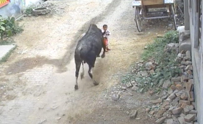 On Camera, Massive Bull Charges, Rams 4-Year-Old In UP