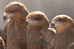 Meet Delhi Brothers Whose Story Has Now Reached Oscars 2023 Meet Delhi Brothers Whose Story Has Now Reached Oscars 2023