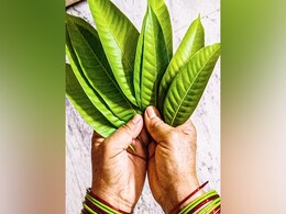 गर्मी के इस फल की पत्ती को पानी में उबालकर पीने से मोटापा घटेगा और डायबिटीज रहेगी अंडर कंट्रोल  गर्मी के इस फल की पत्ती को पानी में उबालकर पीने से मोटापा घटेगा और डायबिटीज रहेगी अंडर कंट्रोल