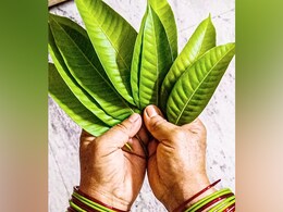 ब्रश करने के बाद भी नहीं हट रहा दांतों का पीलापन, तो इन पत्तियों का पेस्ट लगाकर देखिए कमाल, मिट सकते हैं सारे दाग ब्रश करने के बाद भी नहीं हट रहा दांतों का पीलापन, तो इन पत्तियों का पेस्ट लगाकर देखिए कमाल, मिट सकते हैं सारे दाग