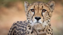 Cheetah Cub Dies In Kuno National Park A Day After Being Released Into Wild