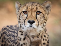 Cheetah Cub Dies In Kuno National Park A Day After Being Released Into Wild