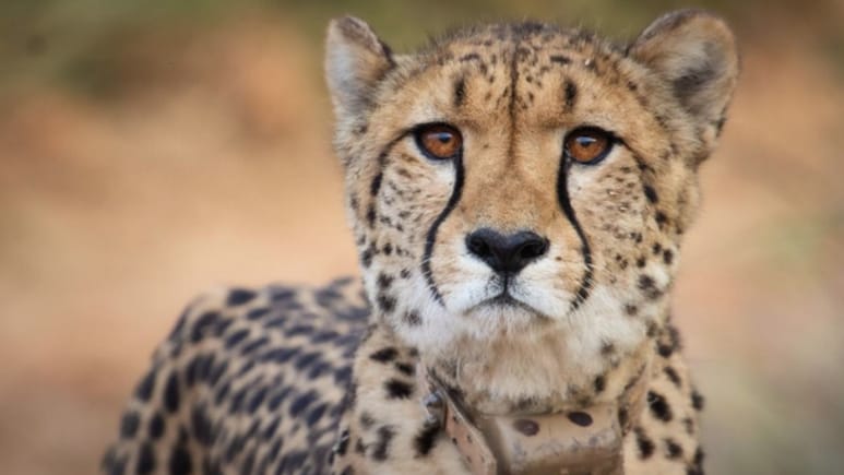 Cheetah Cub Dies In Kuno National Park A Day After Being Released Into Wild