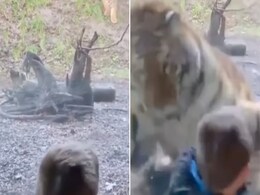 VIDEO: छोटे से बच्चे का शिकार करने के लिए टाइगर ने लगाया तगड़ा दिमाग, लेकिन उल्टा पड़ गया दांव VIDEO: छोटे से बच्चे का शिकार करने के लिए टाइगर ने लगाया तगड़ा दिमाग, लेकिन उल्टा पड़ गया दांव