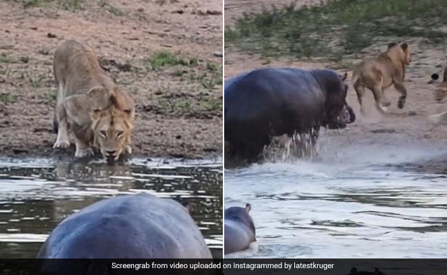 Viral Video: Angry Hippo Scares A Lion Away, Internet Asks, ''Who Is The King Now?''