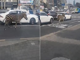 VIDEO: सड़क पर इधर-उधर घूमते Zebra को देख हक्के-बक्के रह गए लोग, पीछे-पीछे भागती दिखी वन विभाग की टीम VIDEO: सड़क पर इधर-उधर घूमते Zebra को देख हक्के-बक्के रह गए लोग, पीछे-पीछे भागती दिखी वन विभाग की टीम