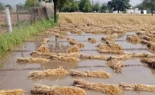 Maharashtra To Madhya Pradesh, Crops Destroyed Due To Unseasonal Rain