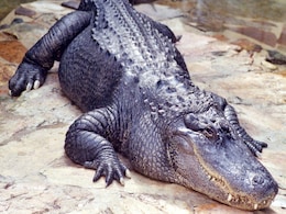 Florida Man Loses Arm In Alligator Attack Outside A Bar Florida Man Loses Arm In Alligator Attack Outside A Bar