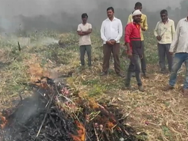 Maharashtra Farmer Burns Own Onion Crop After Not Getting Right Prices