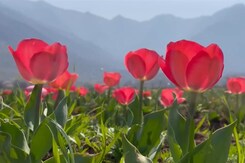 Asia's Largest Tulip Garden Prepares For Visitors Asia's Largest Tulip Garden Prepares For Visitors