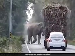 "The Toll Tax Collector": Elephant Stops Truck To Eat Sugarcane In A Viral Video "The Toll Tax Collector": Elephant Stops Truck To Eat Sugarcane In A Viral Video