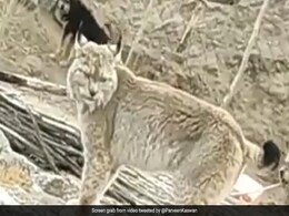 Video Of "Beautiful And Rare Animal" In Ladakh Goes Viral, Internet Intrigued Video Of "Beautiful And Rare Animal" In Ladakh Goes Viral, Internet Intrigued