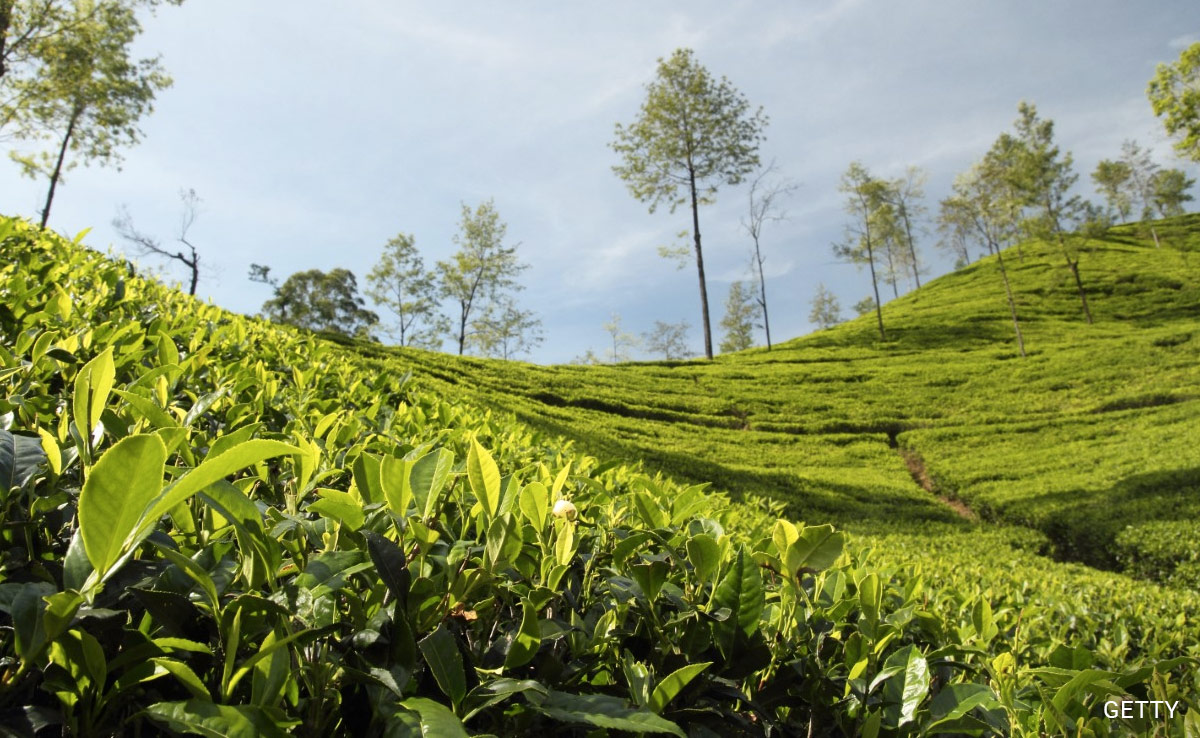 Assam's Crisis-Hit Tea Industry Welcomes Rs 550 Crore Budget Allocation