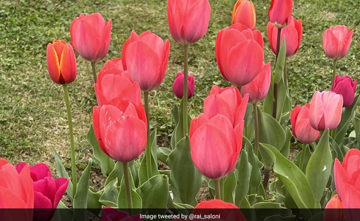 ''Treat To Eyes'': Bureaucrat Shares Pics Of Asia's Largest Tulip Garden In Srinagar