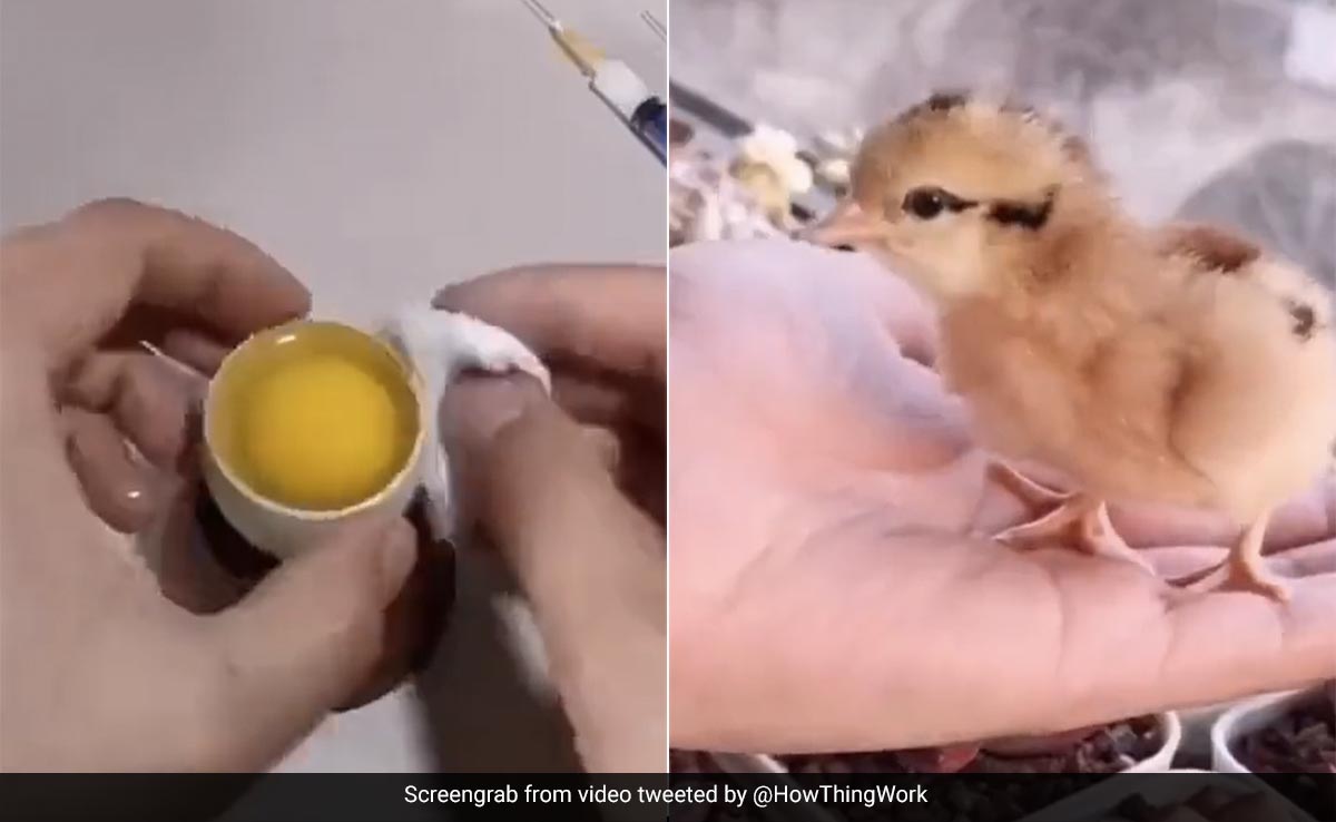 Video Shows Man Hatching Chicken In Open Egg. Here's What Experts Say