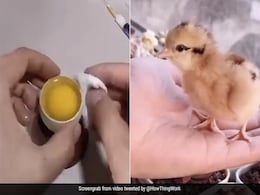 Video Shows Man Hatching Chicken In Open Egg. Here's What Experts Say Video Shows Man Hatching Chicken In Open Egg. Here's What Experts Say